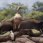 Discover the World of African Vultures with Vulpro.