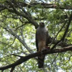 Watch Birds at Magiliesburg